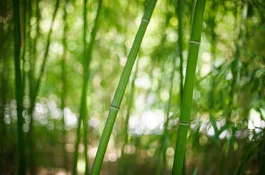 Çin'deki Yeşil Bambu ormanı