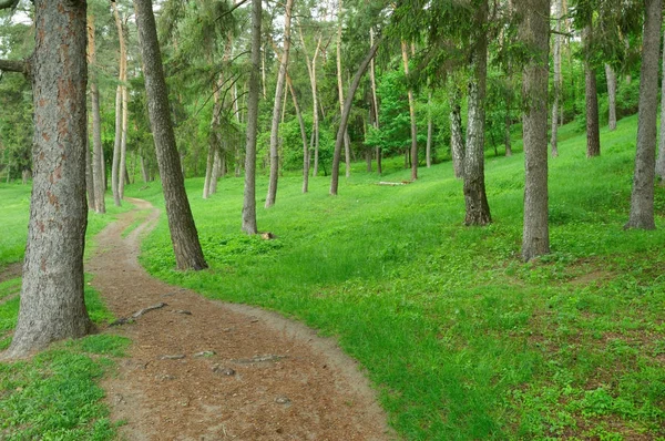 Pathway in green forest, nature scenic — Stock Photo, Image