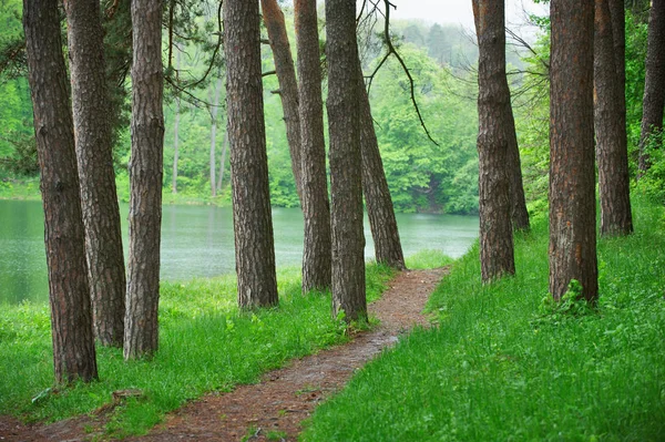 Pathway in green forest near the lake, nature scenic — Stock Photo, Image