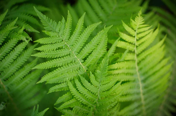 Beautyful ferns leaves green foliage natural floral fern background. selective focus