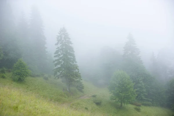 Mglisty mgła w las jodłowy na zboczach gór. — Zdjęcie stockowe