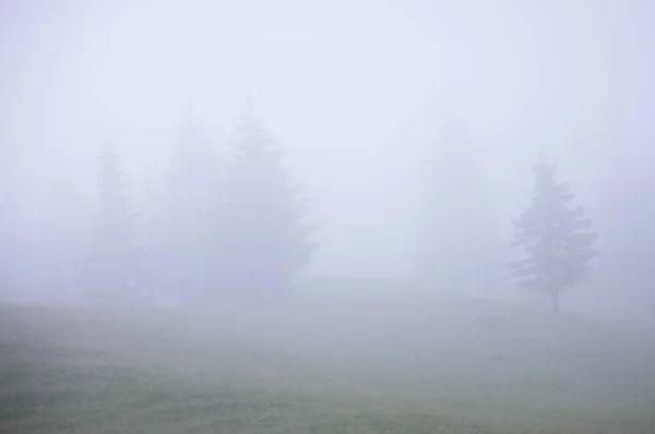Misty ομίχλη στο ελατοδάσος στις πλαγιές των βουνών. — Φωτογραφία Αρχείου