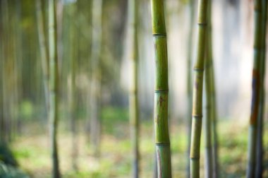 Çin'deki Yeşil Bambu ormanı