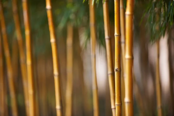 Bosque de bambú en China — Foto de Stock