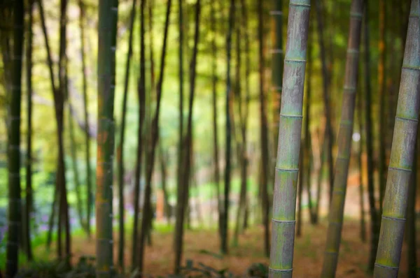 Зеленый бамбуковый лес в Китае — стоковое фото