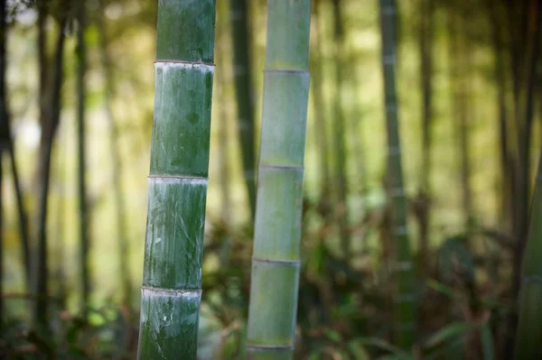 Зеленый бамбуковый лес в Китае — стоковое фото