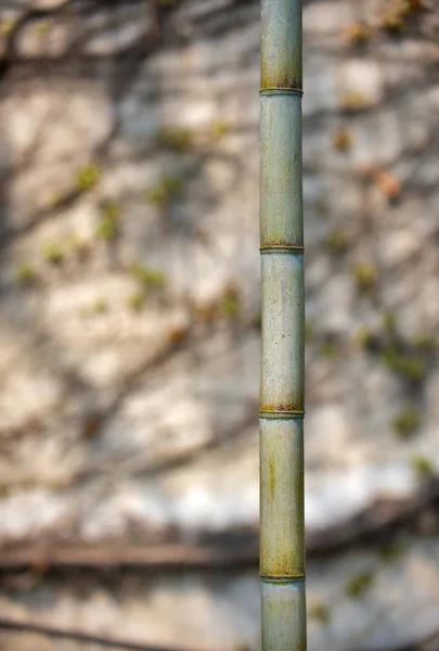 Stamm aus Bambus — Stockfoto