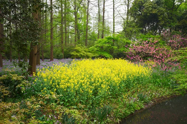 Colorido parque de primavera verano con flores, hierba verde y árboles — Foto de Stock