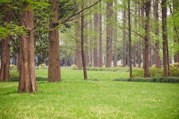 Колоритный весенний летний парк с цветами, зеленой травой и деревьями — стоковое фото