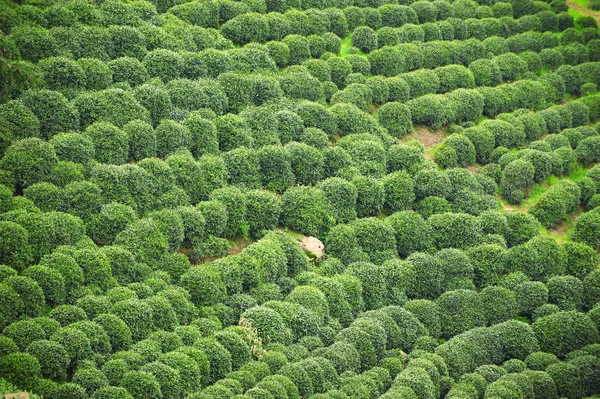 Belle plantation de thé vert frais chinois Longjing. Hangzhou Xi Hu lac ouest — Photo