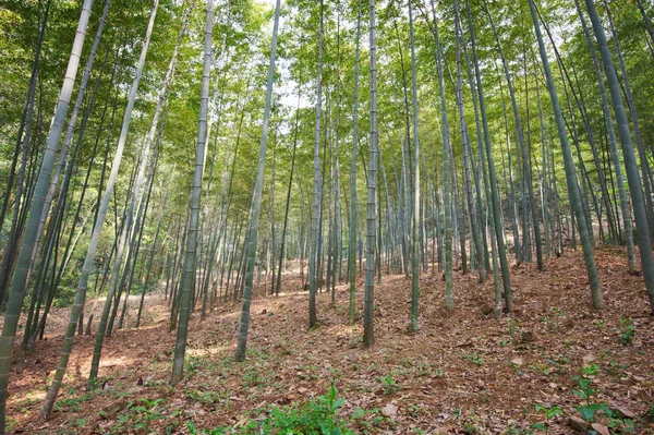 Bosque de bambú verde en China —  Fotos de Stock