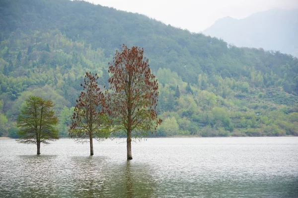 Inundó tres árboles solitarios paisaje en primavera. agua suave . — Foto de Stock