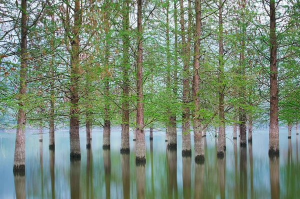 Flooded trees landscape at springtime. smooth water. — Stock Photo, Image