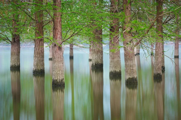 Árboles inundados paisaje en primavera. agua suave . — Foto de Stock