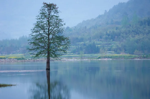 Inundó el solitario paisaje de árboles en primavera. agua suave . — Foto de Stock