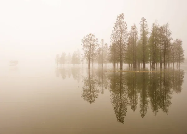 Árboles inundados en una niebla al amanecer . — Foto de Stock