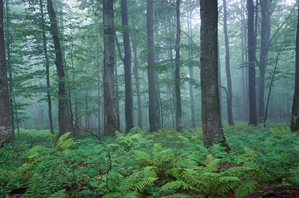 En frodig, drømmeagtig skov med mange bregner og morgentåge - Stock-foto