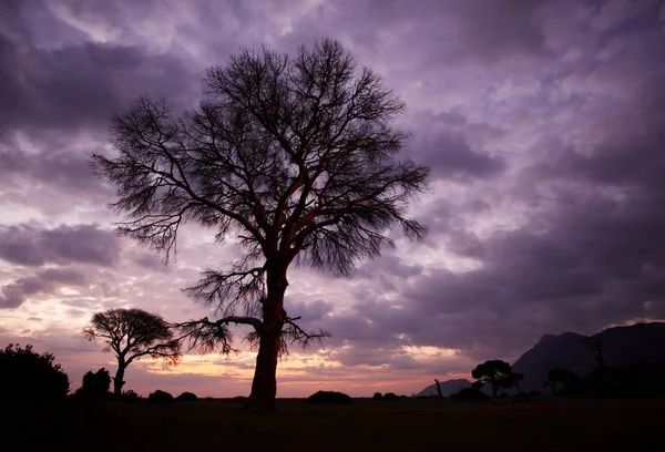 Drzewa z koroną przezroczysty na tle zachodu słońca — Zdjęcie stockowe