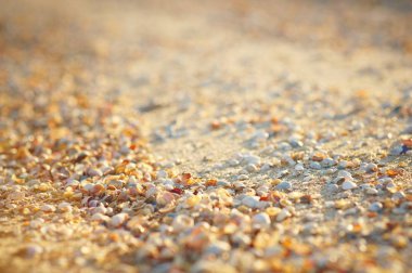 Doğal kum ve kabuk arka planı