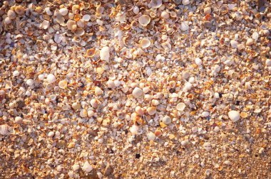 Doğal kum ve kabuk arka planı