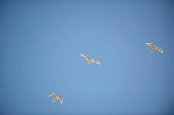 Γλάροι που πετούν στον γαλάζιο ουρανό. — Φωτογραφία Αρχείου