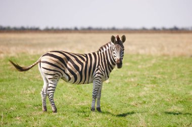 Bir Zebra ayakta ve uzağa arıyorsunuz