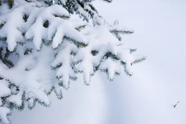 Téli háttér. Egy tűlevelű fa rekedt jégben és hóban — Stock Fotó
