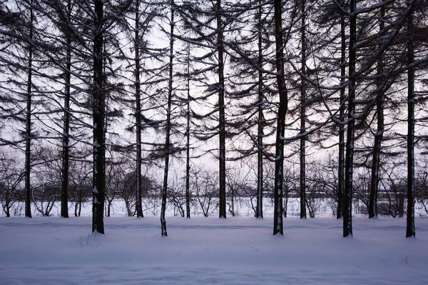 Sapins dans la neige hivernale — Photo