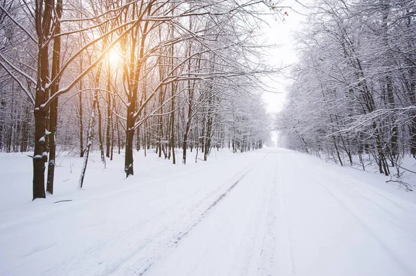 Маленькая проселочная дорога зимой с солнечным светом на деревьях — стоковое фото