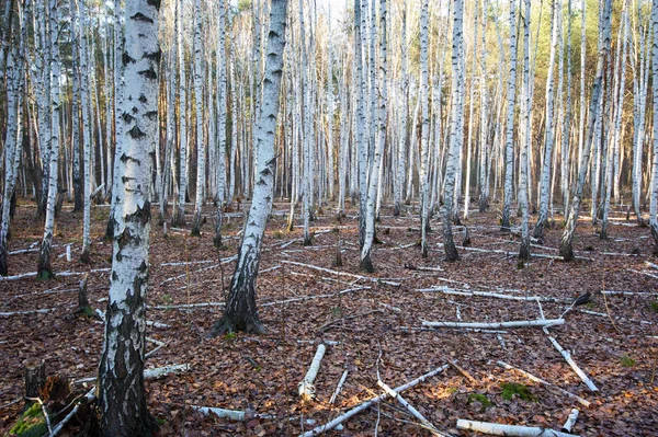 Bosque de bétulas no outono — Fotografia de Stock