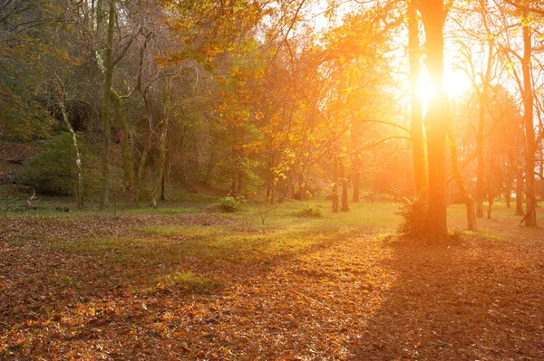 Beautiful autumn sunny landscape with trees — Stock Photo, Image