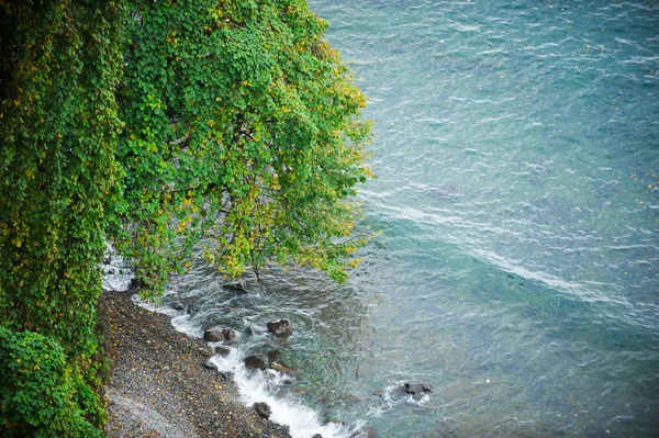 Arbre vert sur la plage vue d'en haut — Photo