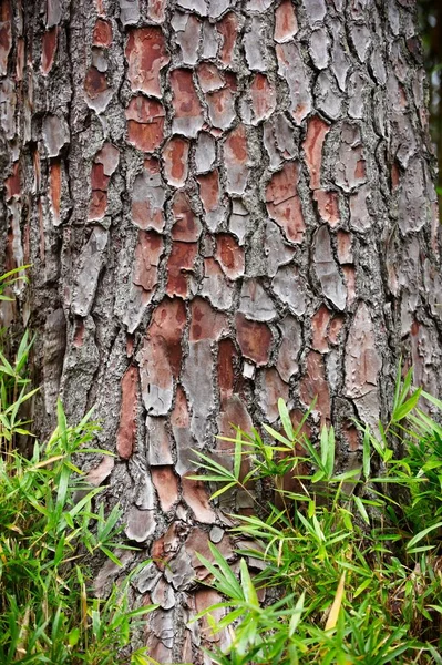 Rinde Baum und grünes Gras Textur Hintergrund — Stockfoto