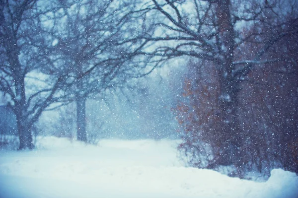 Onscherpe achtergrond van Kerstmis met bomen, vallende sneeuw — Stockfoto