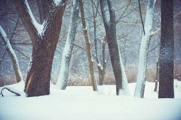 Onscherpe achtergrond van Kerstmis met bomen, vallende sneeuw — Stockfoto