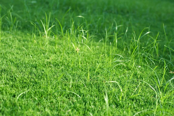 Grüner Rasen als Hintergrund. Natur. — Stockfoto
