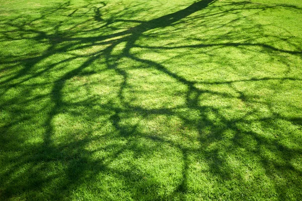Hijau halaman dengan bayangan pohon di bawah sinar matahari — Stok Foto