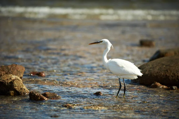 Garza blanca enfrentada de pie en la costa rocosa en la costa del Mar Rojo — Foto de Stock