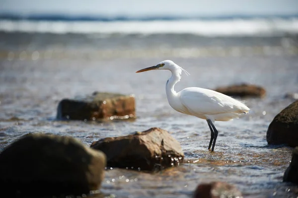 White faced Heron standing on rocky shore on the Red Sea coast — Stock Photo, Image