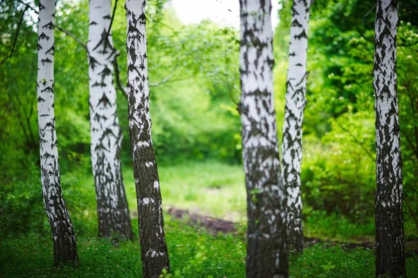 Bosque de bétula na primavera — Fotografia de Stock