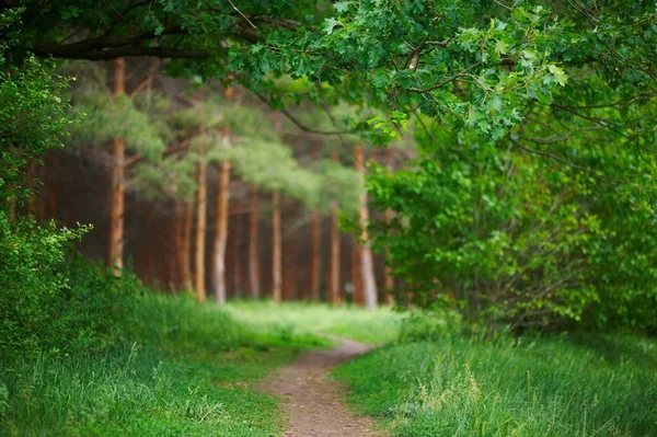 Pathway in green forest, nature scenic — Stock Photo, Image
