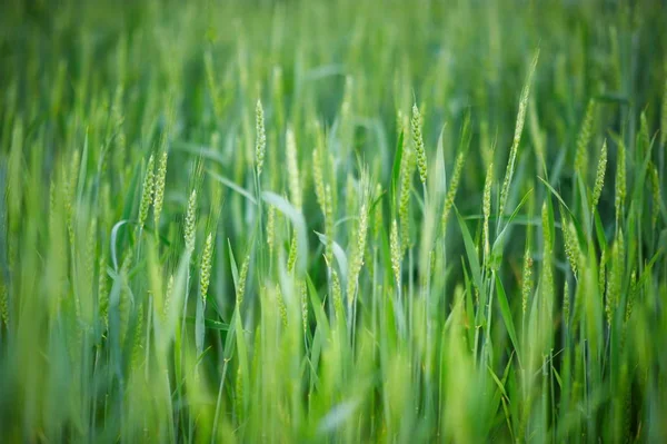 Junge grüne Ähren aus Weizen — Stockfoto