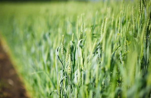 Junge grüne Ähren aus Weizen — Stockfoto