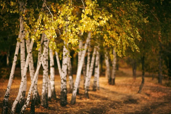 Autumn birch forest background — Stock Photo, Image