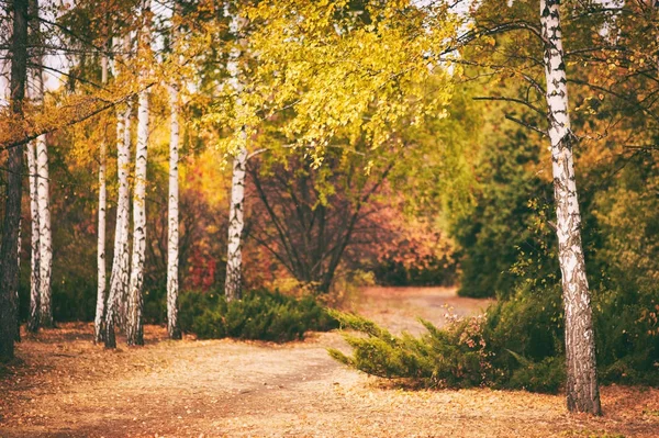 Autumn birch forest background — Stock Photo, Image