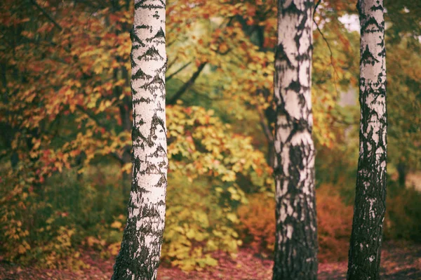 Herfst berken bos achtergrond — Stockfoto