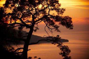 gün batımında deniz kıyısında çam