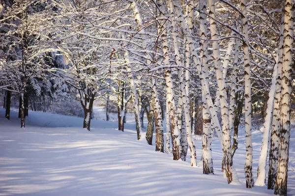 Bétulas na neve de inverno — Fotografia de Stock