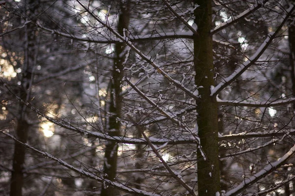 Темный зимний лес — стоковое фото