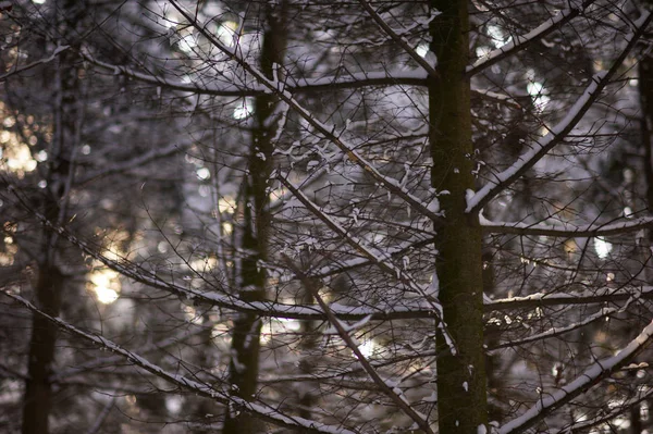 Donker winterbos — Stockfoto